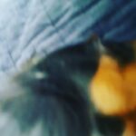 Jonghyun Instagram - ㅋㅋㅋㅋ엄마놀리는거 넘재미쪙 헤헤 장난친거지 입양 계획없답니당~