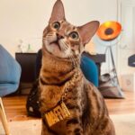 Jordan Rondelli Instagram - Random Nevada ❤️🐱