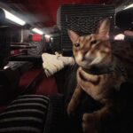 Jordan Rondelli Instagram - Random Nevada ❤️🐱