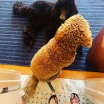 Jordana Brewster Instagram - Pecking order