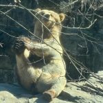 Jordana Brewster Instagram – 1- 🚇 ride
2- saucy bear 
3- my old haunt #taffylites