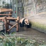 Jordyn Jones Instagram - *spends my only day in Berlin at the zoo* 🐼🐼🐼 Berlin, Germany