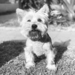Jorge Blanco Instagram - #rip @minnielaguera te vamos a extrañar mucho. 11 años tan felices juntos. somos tan afortunados de haber sido parte de tu manada, tu familia. espero ya te estés restregando en el pasto, ladrándole a los perros vecinos y moviendo tu colita de plumero. nos volveremos a encontrar werita 🤍🙏🐶 te amamos y gracias por tanto amor Minnie