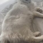 José María Listorti Instagram – Y se lo tuve q hacer a Duquesa! #humor #gatos #gatosdeinstagram #gatosfofos