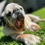 José Ron Instagram - Creemos que la felicidad está en el futuro y nos olvidamos de vivir el presente 🐶❤️