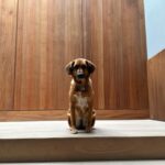 José Ron Instagram - Creemos que la felicidad está en el futuro y nos olvidamos de vivir el presente 🐶❤️