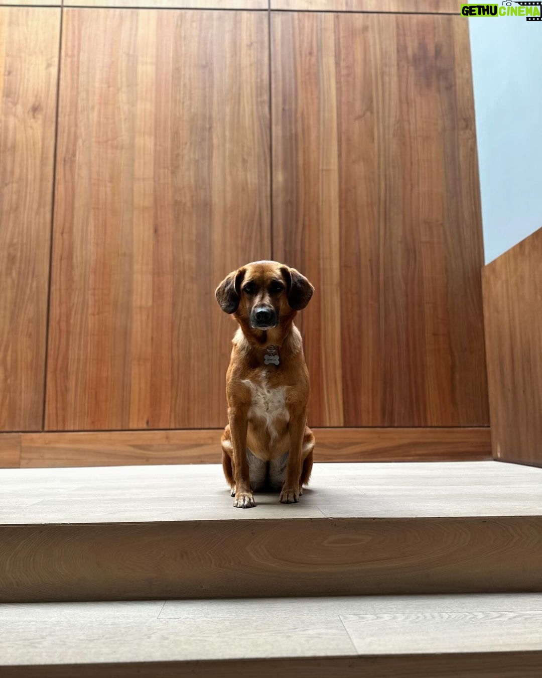 José Ron Instagram - Creemos que la felicidad está en el futuro y nos olvidamos de vivir el presente 🐶❤️