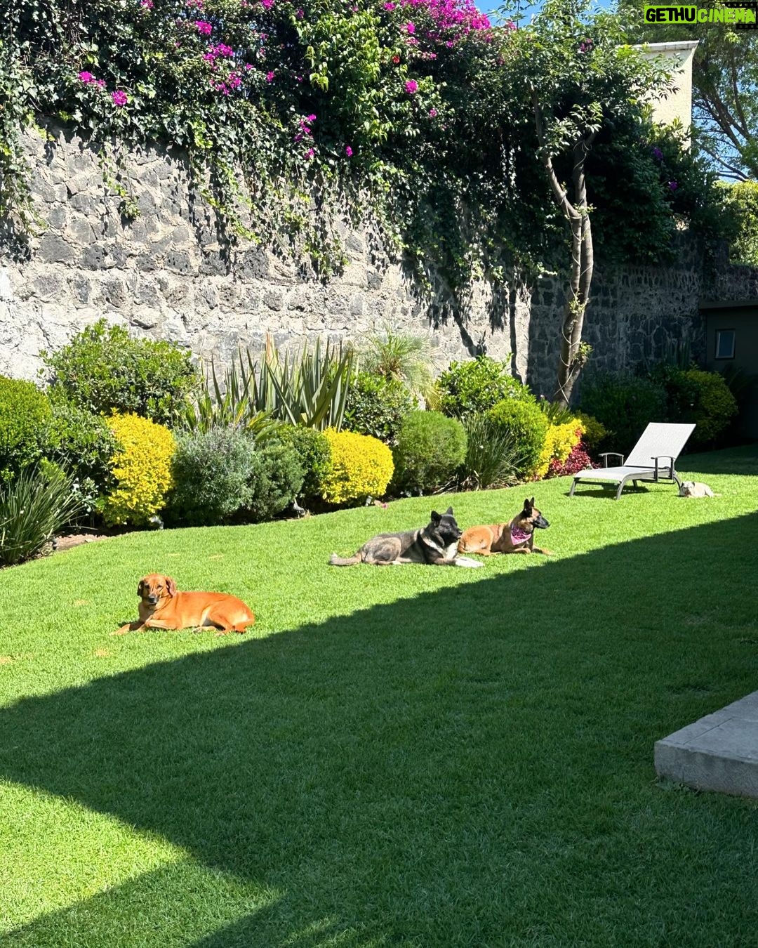 José Ron Instagram - Creemos que la felicidad está en el futuro y nos olvidamos de vivir el presente 🐶❤️