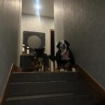 José Ron Instagram - Creemos que la felicidad está en el futuro y nos olvidamos de vivir el presente 🐶❤️