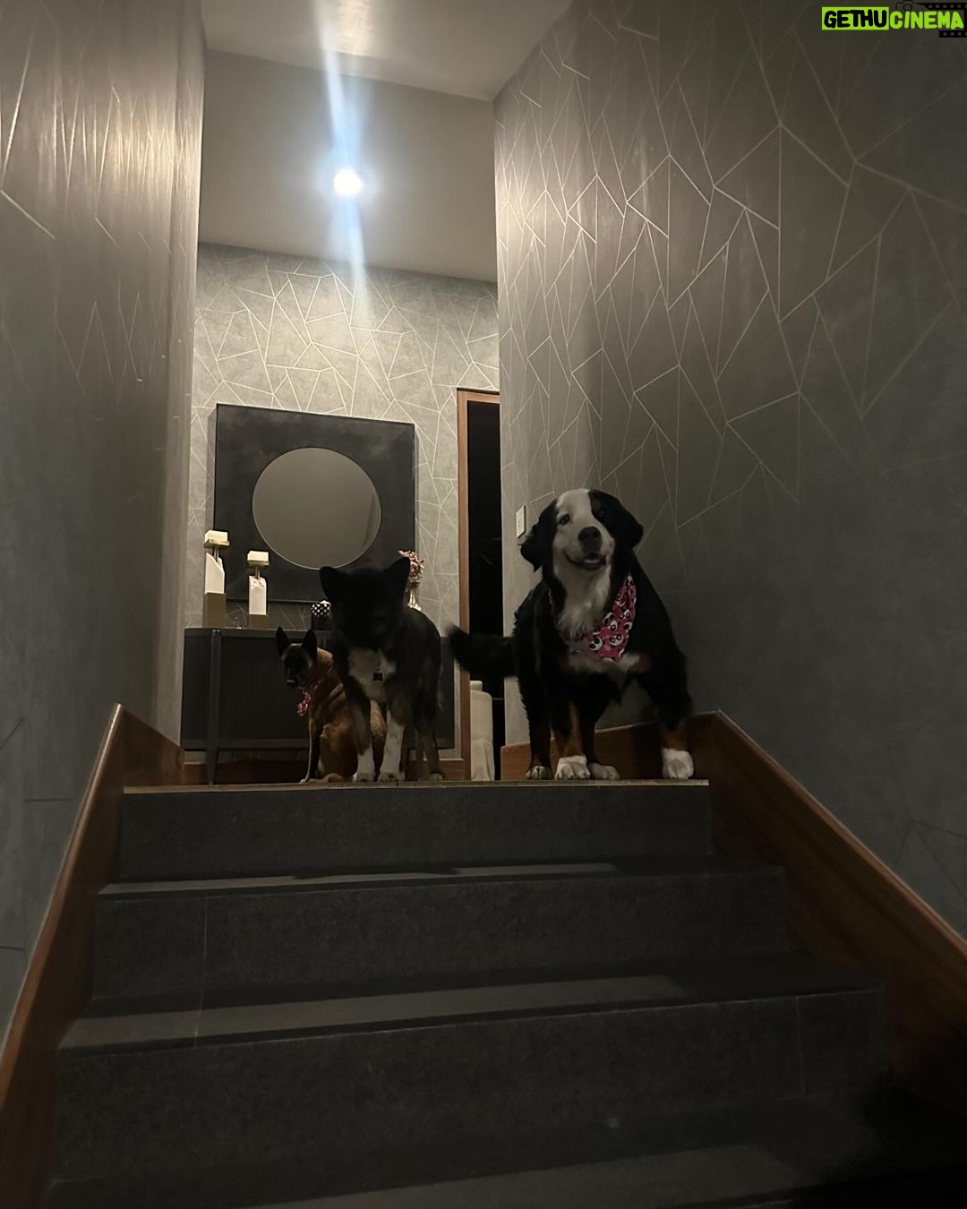 José Ron Instagram - Creemos que la felicidad está en el futuro y nos olvidamos de vivir el presente 🐶❤️
