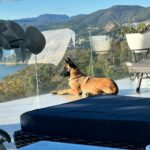 José Ron Instagram - Creemos que la felicidad está en el futuro y nos olvidamos de vivir el presente 🐶❤️