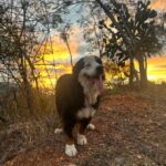 José Ron Instagram – Mucho amor por acá 😍❣️ 

#AdoptaNOcompres