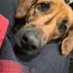 José Ron Instagram – Mucho amor por acá 😍❣️ 

#AdoptaNOcompres
