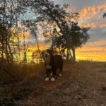 José Ron Instagram – Mucho amor por acá 😍❣️ 

#AdoptaNOcompres
