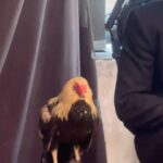 José Ron Instagram - ✨La Desalmada La Mujer del diablo Rubí Ringo El Gallo de oro✨