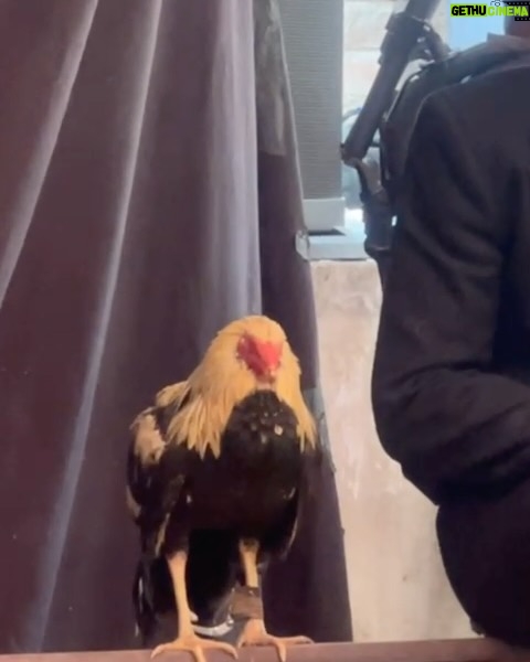 José Ron Instagram - ✨La Desalmada La Mujer del diablo Rubí Ringo El Gallo de oro✨