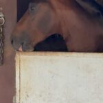 Joseline Hernandez Instagram - Spending Saturday with the #family 🐎🐎🐎🐎🐎 #pasofino Miami Beach, Florida