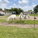 Joseline Hernandez Instagram - Spending Saturday with the #family 🐎🐎🐎🐎🐎 #pasofino Miami Beach, Florida