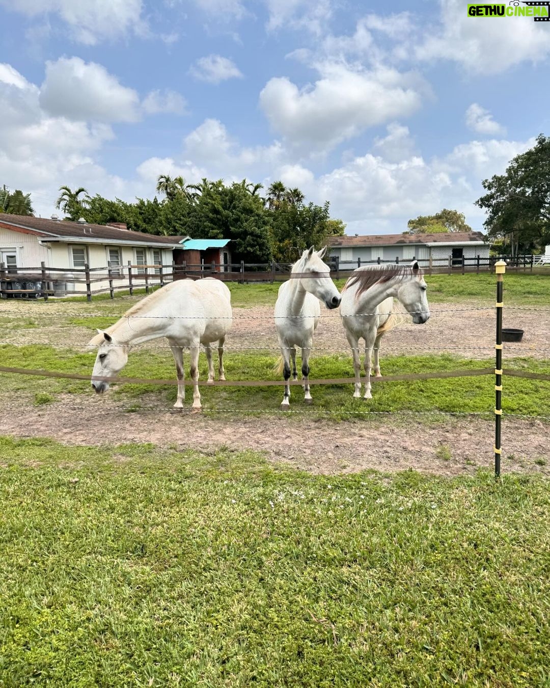 Joseline Hernandez Instagram - Spending Saturday with the #family 🐎🐎🐎🐎🐎 #pasofino Miami Beach, Florida