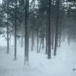 Josh Beauchamp Instagram – Tyro