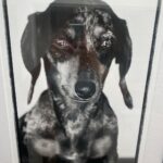 Josh Duhamel Instagram - I had to make the very difficult decision to put my dog Zoe down. She was an impressive 18 yrs old and up until a couple weeks ago still wanted to fetch the ball. She was also an incredible little swimmer and for years all she wanted to do was go fetch the ball in the pool, which is not normal for dachshunds. I believe that’s part of the reason she lived so long. She was a sweet loving and gentle little pup and she will be missed very much. RIP Zoe. You lived a good life.