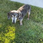 Josh Duhamel Instagram - I had to make the very difficult decision to put my dog Zoe down. She was an impressive 18 yrs old and up until a couple weeks ago still wanted to fetch the ball. She was also an incredible little swimmer and for years all she wanted to do was go fetch the ball in the pool, which is not normal for dachshunds. I believe that’s part of the reason she lived so long. She was a sweet loving and gentle little pup and she will be missed very much. RIP Zoe. You lived a good life.