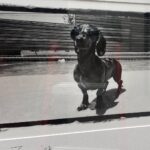 Josh Duhamel Instagram - I had to make the very difficult decision to put my dog Zoe down. She was an impressive 18 yrs old and up until a couple weeks ago still wanted to fetch the ball. She was also an incredible little swimmer and for years all she wanted to do was go fetch the ball in the pool, which is not normal for dachshunds. I believe that’s part of the reason she lived so long. She was a sweet loving and gentle little pup and she will be missed very much. RIP Zoe. You lived a good life.