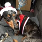 Josh Duhamel Instagram - I had to make the very difficult decision to put my dog Zoe down. She was an impressive 18 yrs old and up until a couple weeks ago still wanted to fetch the ball. She was also an incredible little swimmer and for years all she wanted to do was go fetch the ball in the pool, which is not normal for dachshunds. I believe that’s part of the reason she lived so long. She was a sweet loving and gentle little pup and she will be missed very much. RIP Zoe. You lived a good life.