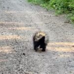 Josh Duhamel Instagram - Rush hour in the woods