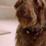 Josh Duhamel Instagram - For your next family movie night, be on the lookout for Think Like A Dog. Available June 9th - get your copy On Demand, Digital & Blu-Ray!