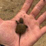 Josh Duhamel Instagram - It’s all fun and games until this little guy gains 50lbs and wants to snack on my fingers. A snapping turtle’s jaw strength has been registered between 208 and 226 Newtons of force. I don’t know exactly what that means, but I’ll probably keep my hands to myself the next time our paths cross.
