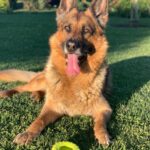 Juan Martin del Potro Instagram - Hoy te me fuiste al cielo, Astor, pero te vas a reencontrar con nuestro amiguito César y se van a divertir juntos como lo hicieron siempre. Gracias por haber sido mi gran compañero todos estos años! 🐶♥️
