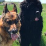 Juan Martin del Potro Instagram - Hoy te me fuiste al cielo, Astor, pero te vas a reencontrar con nuestro amiguito César y se van a divertir juntos como lo hicieron siempre. Gracias por haber sido mi gran compañero todos estos años! 🐶♥️