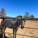 Jules LeBlanc Instagram - horse! so i don’t feel like a narcissist