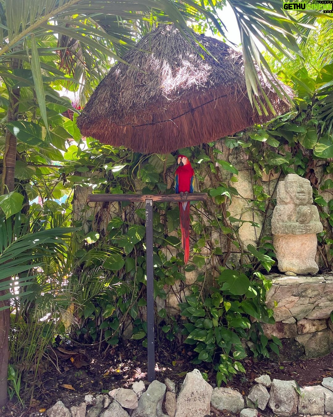 Jules LeBlanc Instagram - Belize and Cozumel