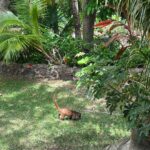 Jules LeBlanc Instagram - Belize and Cozumel