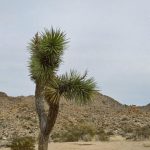Julia Barretto Instagram - Unreal 🤍🤍🤍🤍 Joshua Tree National Park