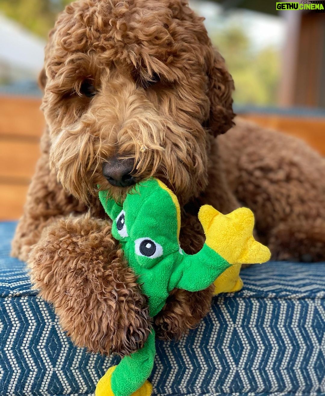 Julia Louis-Dreyfus Instagram - Happy National Frog Day.