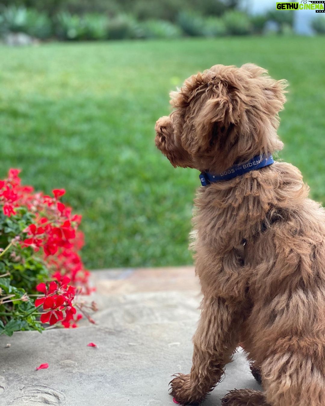 Julia Louis-Dreyfus Instagram - Our puppy, George (too young to vote but not too young to know who to vote for), patiently waits for November 3. @DogLoversForJoe