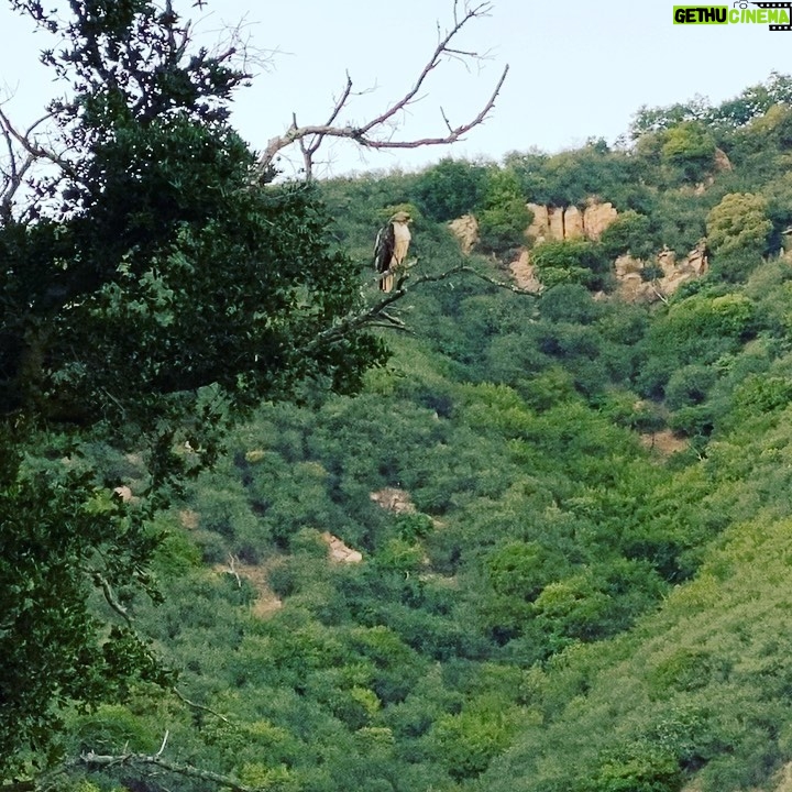 Julia Louis-Dreyfus Instagram - So yesterday evening we drove up into the Santa Ynez mountains to get a look at the Neowise comet and we got this tiny nature show on the way there! I love the persistence of a hummingbird.