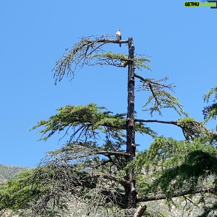 Julia Louis-Dreyfus Instagram - This is a hummingbird arguing with a hawk. Hummingbird is pissed off. Hawk could give a shit. #life