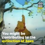 Julia Louis-Dreyfus Instagram - Please watch & share. I sat down with @nrdc_org ‘s Rebecca Riley and @nowthisnews to learn about bees and neonic pesticides. Spoiler: we really, really need to save bees if we want food! Follow @nrdc_org for more ways to take action 🐝