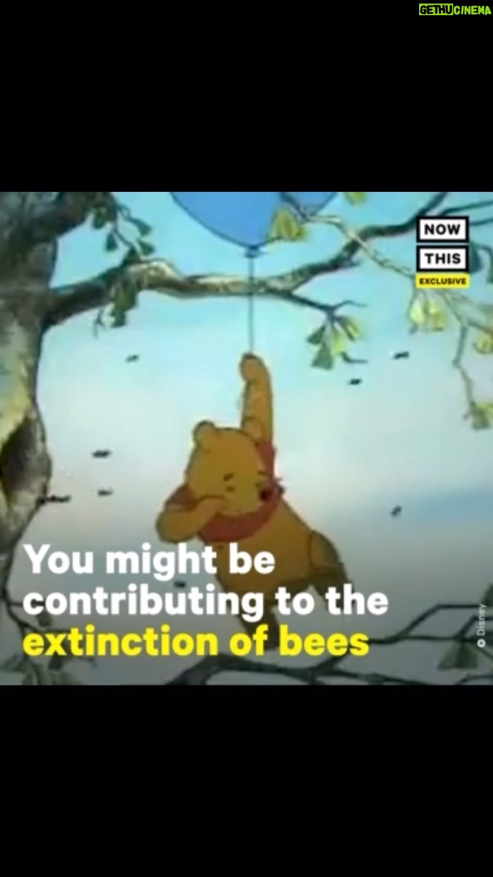 Julia Louis-Dreyfus Instagram - Please watch & share. I sat down with @nrdc_org ‘s Rebecca Riley and @nowthisnews to learn about bees and neonic pesticides. Spoiler: we really, really need to save bees if we want food! Follow @nrdc_org for more ways to take action 🐝