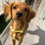 Julianne Hough Instagram - Gracing your feed with some of my favorite #SunnyContent lately 🐶☀️