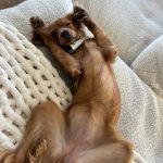 Julianne Hough Instagram - A little bit of Sunny sunshine for your Monday scrolls 🐶☀️ #SunnyContent