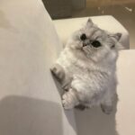 Jung Jin-young Instagram - 오늘은 블리의 날! ㅋㅋㅋ