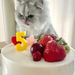 Jung Jin-young Instagram – 블리야 5번째 생일 축하해❤️