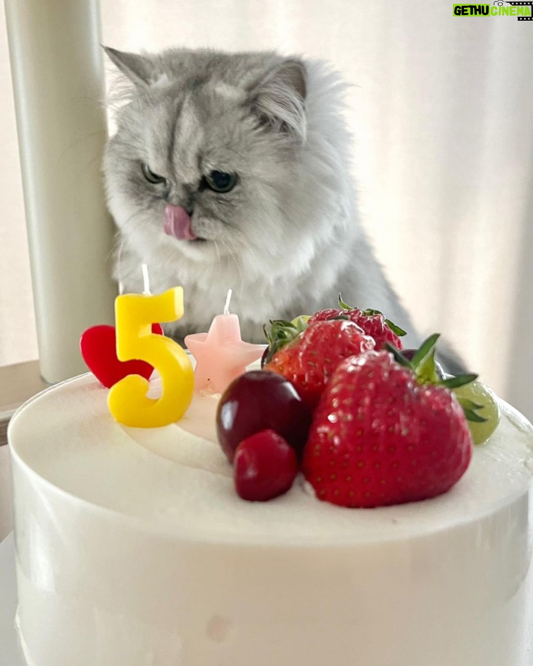 Jung Jin-young Instagram - 블리야 5번째 생일 축하해❤️