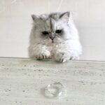 Jung Jin-young Instagram - 우리 블리 털 쪘어요! ㅋㅋ #블리 #고양이