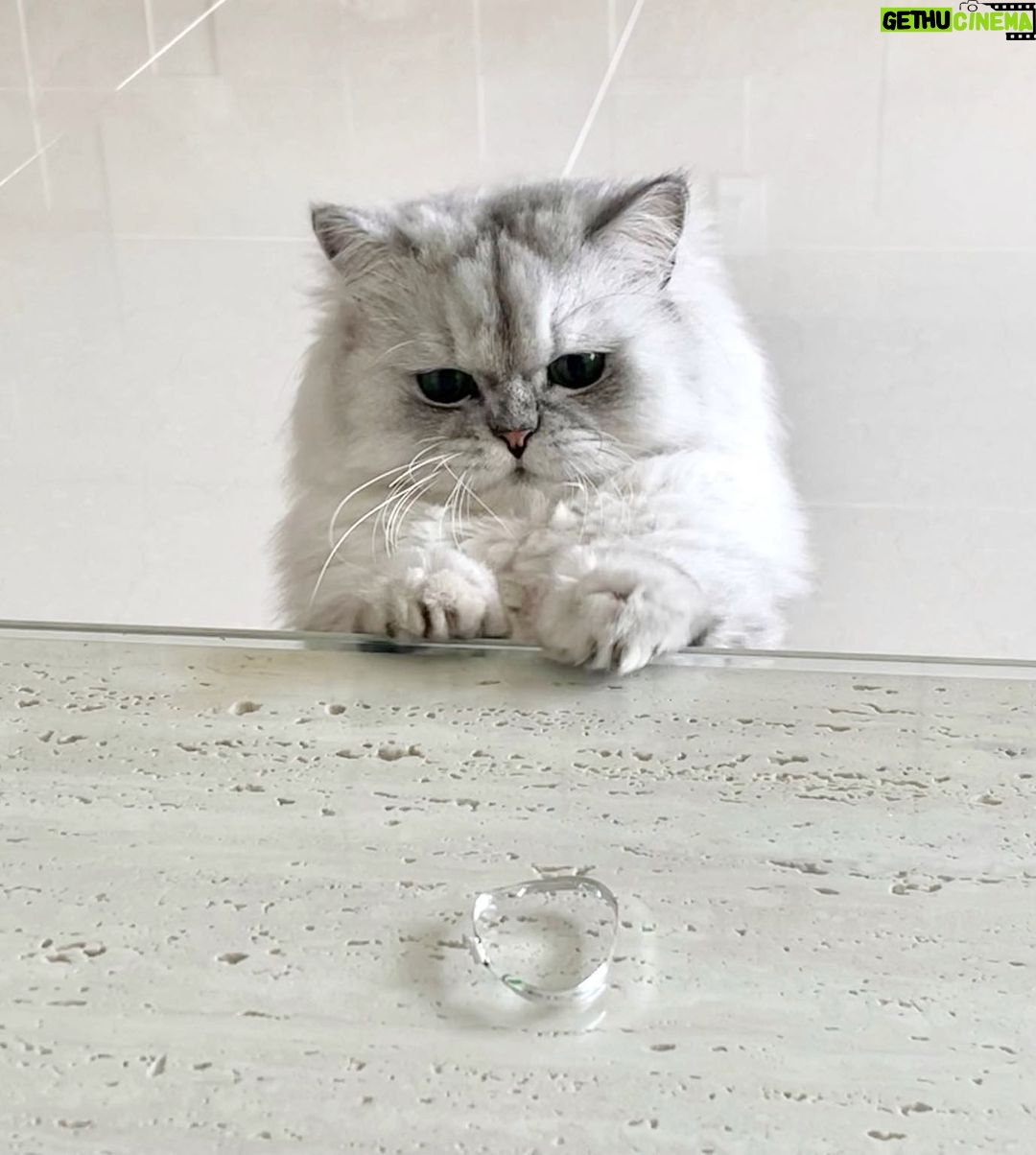 Jung Jin-young Instagram - 우리 블리 털 쪘어요! ㅋㅋ #블리 #고양이